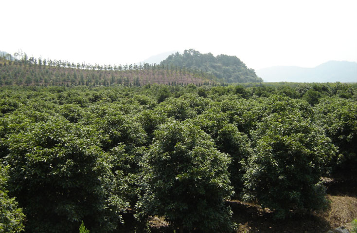 龍觀苗圃基地